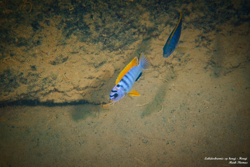 Labidochromis sp. 'hongi' Hongi Island